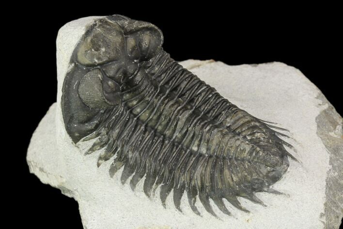 Coltraneia Trilobite Fossil - Huge Faceted Eyes #125129